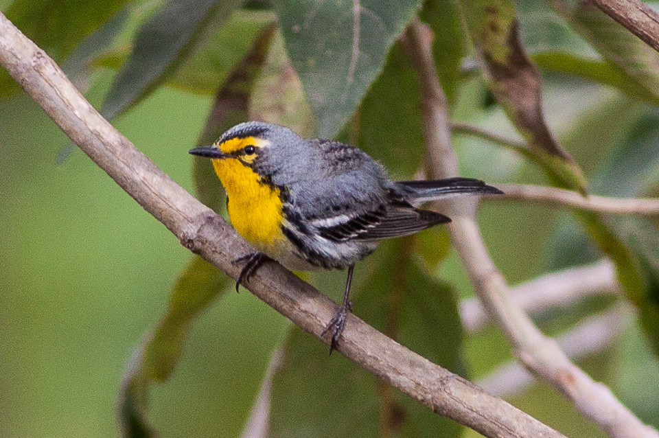 image Grace's Warbler